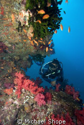 Diver swimming along reef in Fiji by Michael Shope 